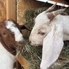 kiharasells